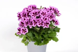 Aristo Lilac Purple 12 cm