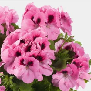 Aristo Pink 12 cm