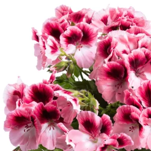Aristo Romance 12 cm