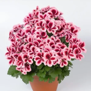 Aristo Strawberry Cream 12 cm