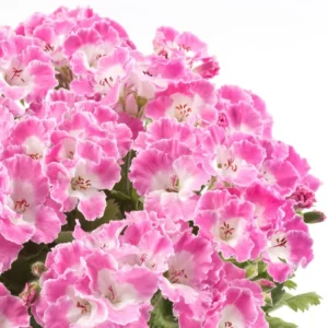 Bermuda Rose 12 cm