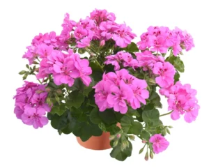 Allegria Amethyst