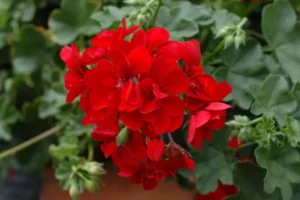 Allegria Early Red
