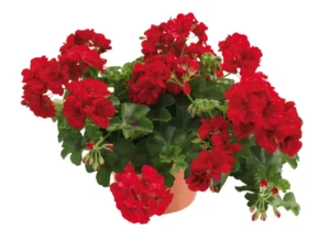 Allegria Velvet Red