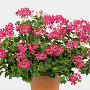 Decora Dark Pink 2 szt
