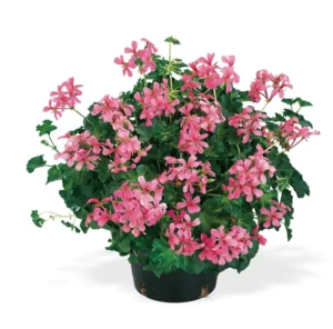 Decora Rosa 2 szt