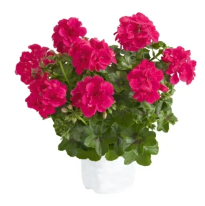 SUNFLORIX Dark Pink