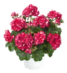 SUNFLORIX Red Impr