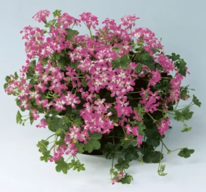VDP Bicolor 2 szt