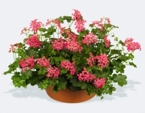 VDP Dark Pink 2 szt