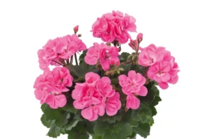 TRENDIX Anne Pink