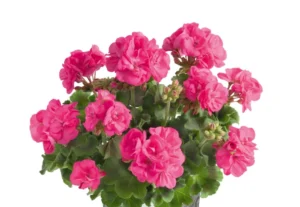 Trendix Hanna Hot Pink