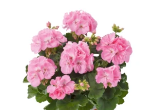 TRENDIX Light Pink