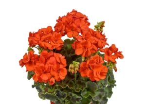 TRENDIX Orange