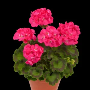 Dazzling Pink