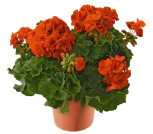Dolomites Orange