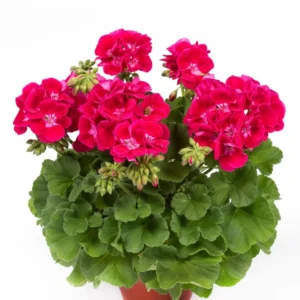 Flower Fairy Red Splash