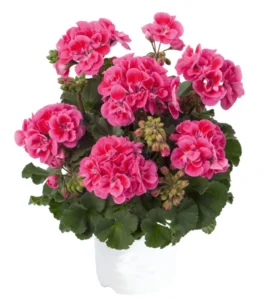 TRENDIX Rose Eye