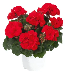 TRENDIX Scarlet