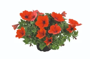 Kuyamba Red