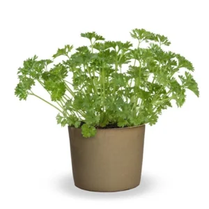 crispum Aphrodite