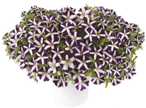 Amore Purple