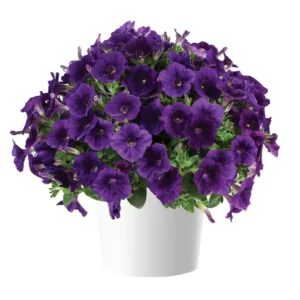 CAPELLA Indigo Impr.