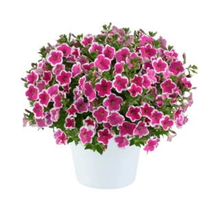 CAPELLA Rim Fuchsia