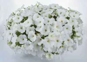 Cascadias Iceberg