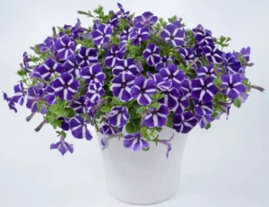 Cascadias Purple Gem