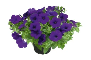 Kuyamba Lilac Blue