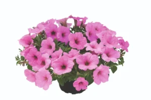 Kuyamba Pink
