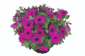 Kuyamba Purple
