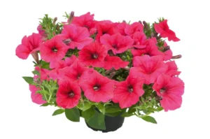 Kuyamba Sweet Pink