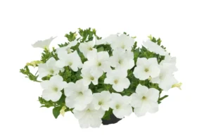 Kuyamba White 2025