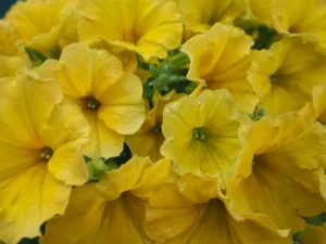 Dark Yellow Morn