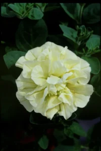Susanne
