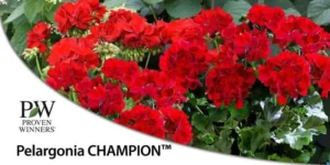 Champion Fire Red