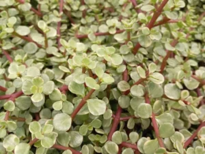 Afra variegata 28