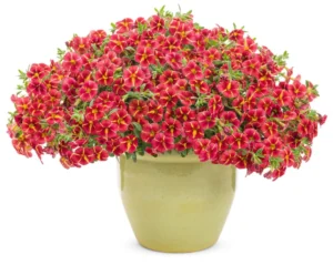 Tangerine Star