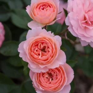 Calypso
