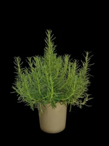 Perigord 28szt