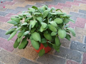 Maxima