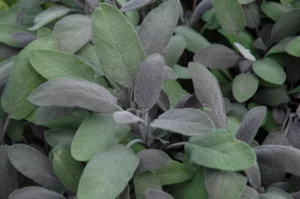 Purpurascens