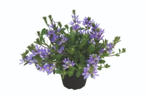 Stardiva Blue