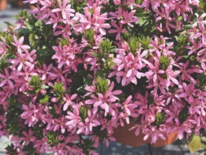 Stardiva Pink