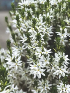 White Star