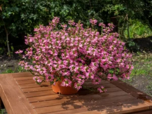 Pink 9cm