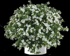 Scopia Gulliver White Imp.