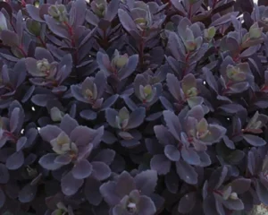 Sunsparkler Plum Dazzled